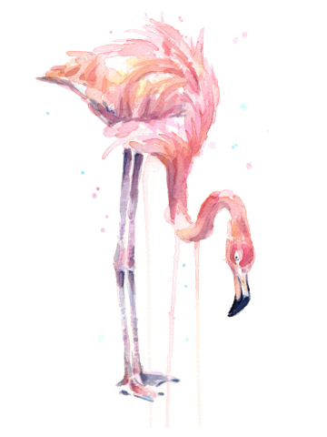 Flamingo Watercolor