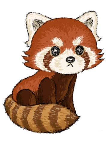 Handsome red panda