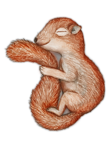 Hibernating squirrel