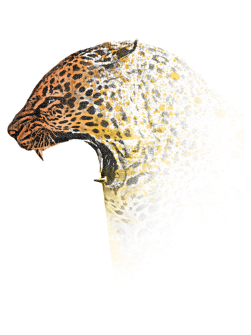 How the leopard got it's spots