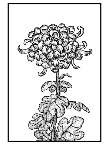 Japanese Chrysanthemum (B&W)