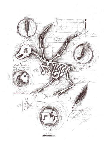 Musics Anatomy