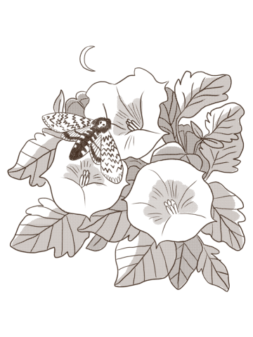 Nightbloom | Death's head hawkmoth x Moonflower