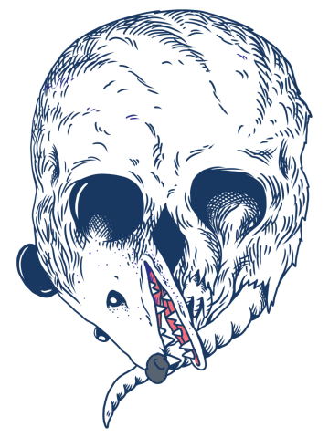 Opossum Skull