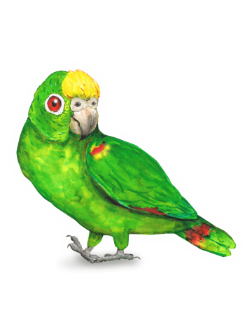 Panama amazon parrot