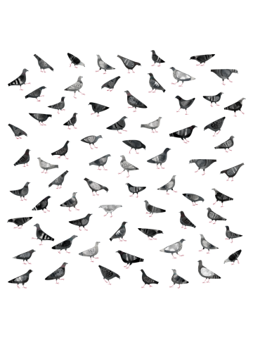 Pigeons Doing Pigeon Things