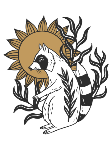 Raccoon Sun