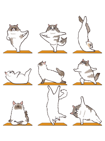 Ragdoll Cat Yoga