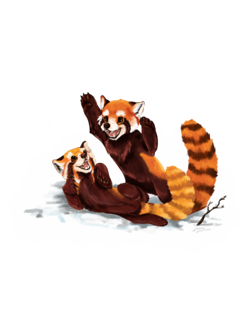 Red Pandas playing in the snow