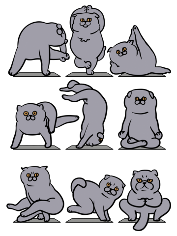 Scottish Fold Yoga