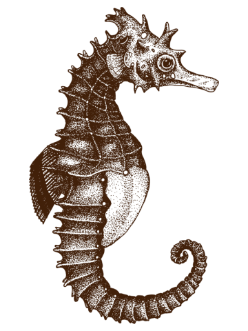 Seahorses animal hand drawing pointillism