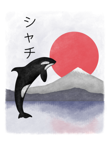 Shachi (orca)