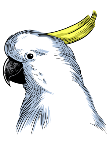 Sketch Parrot crest