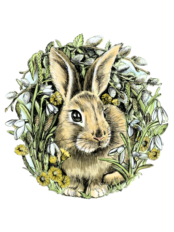 Spring rabbit