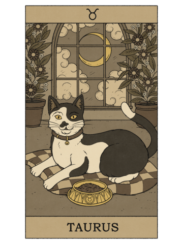 Taurus Cat