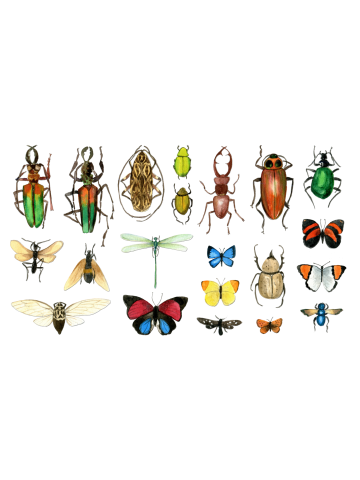 The Usual Suspects - Insects on grey - watercolour bugs by Cecca Designs
