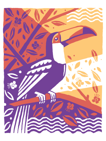 Toucan Toco